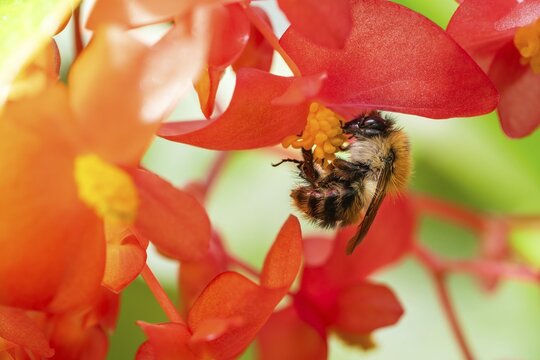 Bumblebee (Bombus) collecting nectar from a &lsquo;Comte de Lesseps' begonia (Begoniaceae) in the Tropical Corridor, a hot and humid greenhouse that simulates a tropical habitat, Chelsea Physic Garden, a historic botanical garden and the oldest botanical garden in London, founded in 1673 by the Worshipful Society of Apothecaries, Chelsea, England, United Kingdom