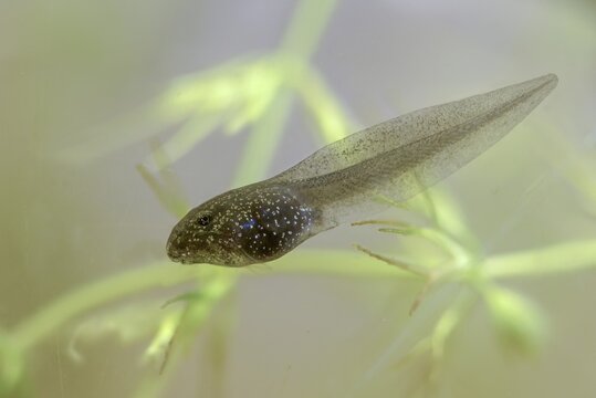 Common frog, common frog, rana temporaria, amphibians, amphibians, three weeks old, frog, frogs, young animal, juvenile, tadpole, larva, amphibians, amphibians, amphibians