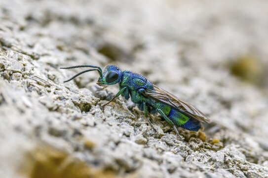 Blue golden wasp, cyan jewel wasp, golden wasp, hymenoptera, trichrysis cyanea, insects, insects