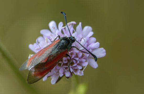 Beaver ram, blood droplet burnet, thyme ram, zygaena minos, blood droplets, butterfly, insects, moths, moths, moths, moths, butterfly, ram