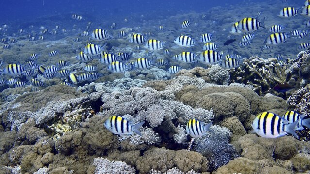 Many striped fish, Indo-Pacific sergeant (Abudefduf vaigiensis), swimming over a dense coral reef, dive site SD, Nusa Ceningan, Nusa Penida, Bali, Indonesia