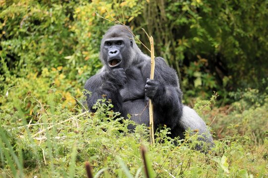 Western gorilla (Gorilla gorilla), adult, male, silverback, sitting on the ground, eating