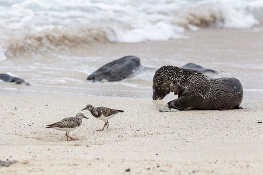 Ruddy turnstone (Arenaria interpres), sea lions (Zalophus wollebaeki), San Cristobal, Galapagos, Ecuador