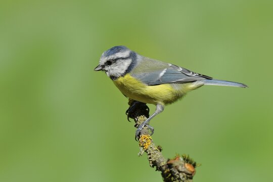 Blue tit (Parus caeruleus) sitting on a branch overgrown with moss, Siegerland, North Rhine-Westphalia, Germany
