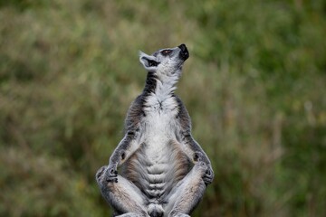A Ring-Tailed Lemur (Lemur catta) basking in the sun. © Vine.Photographic