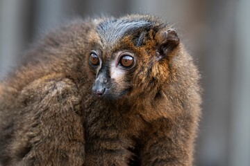 Fototapeta premium A Red-Bellied Lemur (Eulemur rubriventer).