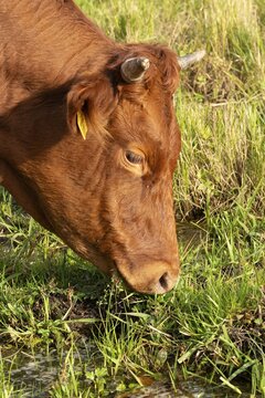 Artiodactyla, Bavaria, Bos Taurus sspec.5, cattle, even-toed ungulate, high-altitude cattle, Upper Palatinate, cloven-hoofed cattle, Tirschenreuth, Waldnaab, Waldnaabaue, wild willows Waldnaabaue, domesticated animals, extensive grazing, feeding marks, pet, mammals, cattle, mammals, bite