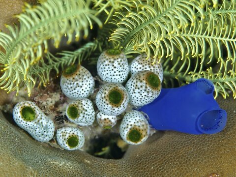 Tropical underwater scene with robust reef sea squirt (Atriolum robustum), dive site Spice Reef, Penyapangan, Bali, Indonesia