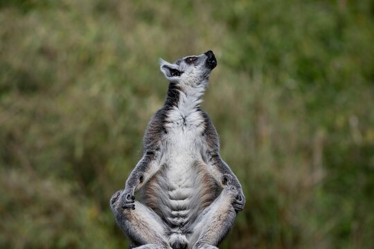 A Ring-Tailed Lemur (Lemur catta) basking in the sun.