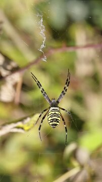 Wasp spider, zebra spider (Argiope bruennichi) on its web in a bramble bush in a vineyard, Cochem, Moselle, Rhineland-Palatinate, Germany