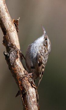 Certhia brachydactyla, horticultural tree runner, short-toed treecreeper, tree runner, birds, high size, portrait, passeri, songbirds, birds