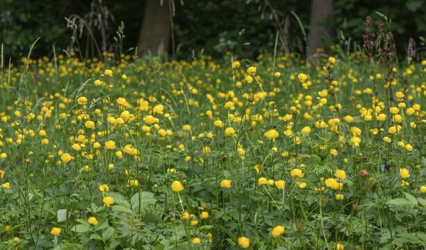 Budabin seed, buttercup, butter ball, butterrose, globe flower, goldhead, buttercup, ball ranunculus, ranunculaceae, trollflower, trollius europaeus, flora, plants, plants