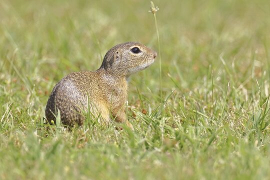 European ground squirrel (Spermophilus citellus) in a meadow, Burgenland Austria