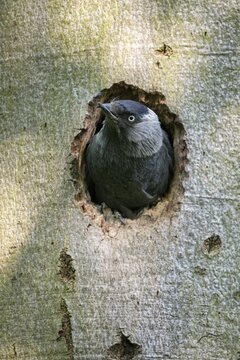Corvus monedula, jackdaw, tree-breeding jackdaws, tree breeders, birds, corvidae family of birds, high size, portrait format, passeri, corvids, beak deformation, songbirds, birds