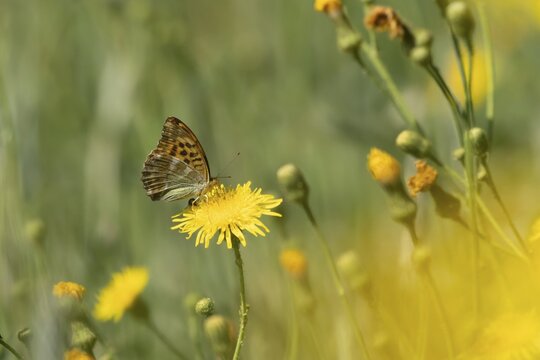 Silver-washed fritillary butterfly (Argynnis paphia) adult insect feeding on a Hawksbit flower in summer, Suffolk, England, United Kingdom