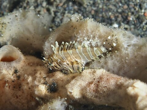 Tiny zebra lionfish (Dendrochirus zebra) juvenile over sandy bottom in the sea, dive site Puri Jati, Umeanyar, Bali, Indonesia