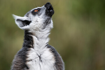 A Ring-Tailed Lemur (Lemur catta) keeping a look-out. © Vine.Photographic