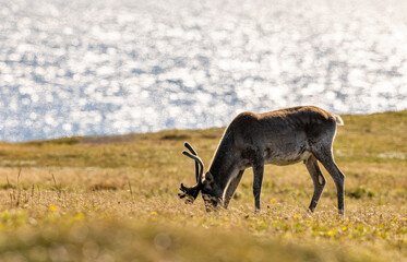Woodland caribou, Newfoundland, Canada. © Brittany