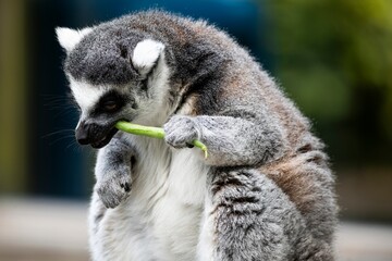 A Ring-Tailed Lemur (Lemur catta) eating. © Vine.Photographic