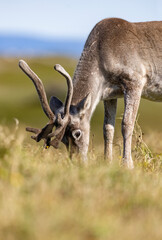 Woodland caribou, Newfoundland, Canada. © Brittany