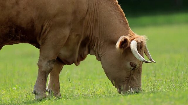 Breeding Bull Bos Taurus Grazing in a Lush Summer Meadow