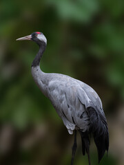 Naklejka premium Common crane with red crown against blurred background.