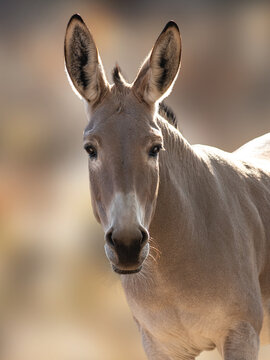 Rare Somali wild ass portrait looking at the camera.