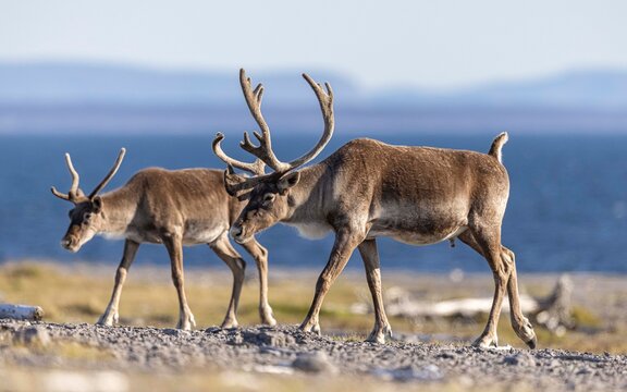 Woodland caribou, Newfoundland, Canada. 