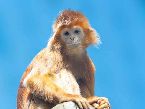 Cute javan lutung monkey sitting against blue sky background.