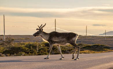 Woodland caribou crossing the road, Newfoundland, Canada.  © Brittany
