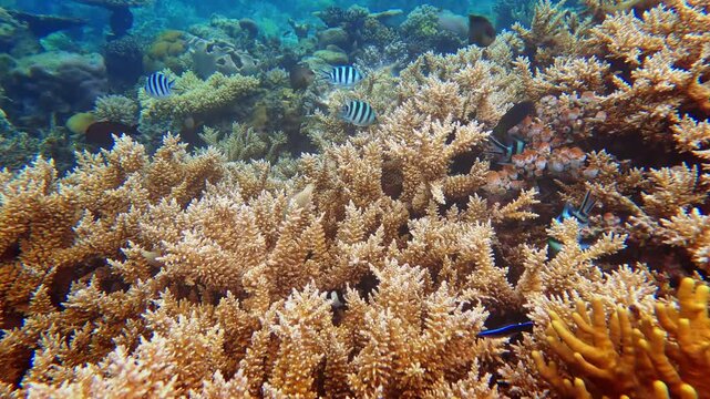 Vibrant tropical fish, including damselfish and sergeants, swimming among healthy hard coral formations, creating a thriving ecosystem on the famous Rainbow Reef in Fiji