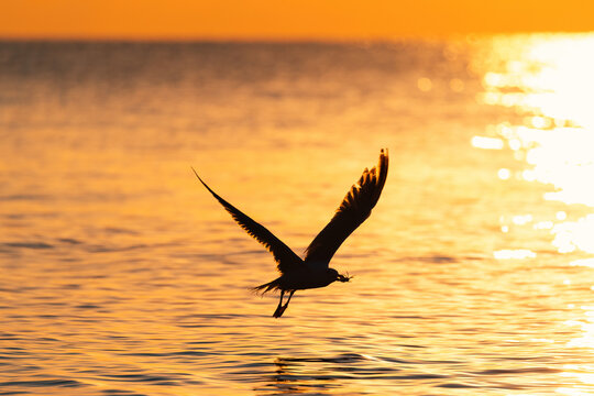 Silhouetted seagull flying low over water with crab prey in beak at golden sunset