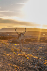Woodland caribou, Newfoundland, Canada.  © Brittany