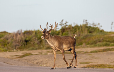 Woodland caribou, Newfoundland, Canada.  © Brittany
