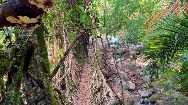 Traditional living root bridge handwoven from ficus tree roots. Rocky stream, tropical rainforest jungle. Travel tourism, meghalaya trekking destination. Outdoor adventure exploring tribal khasi Hills