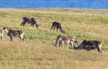 Woodland caribou, Newfoundland, Canada.  © Brittany