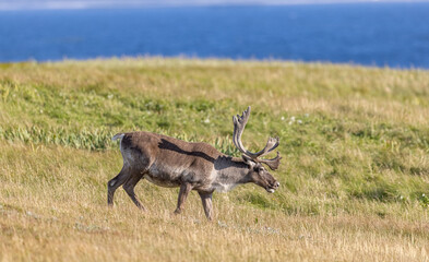 Woodland caribou, Newfoundland, Canada.  © Brittany