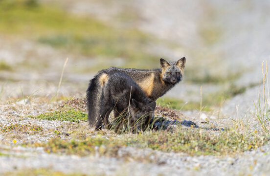 Red fox, cross colour phase. 