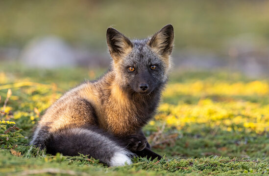 Red fox, cross colour phase. 
