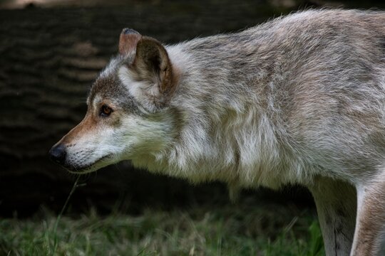 An Eurasian wolf (Canis lupus lupus)