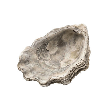 Raw natural oyster shell displaying rough weathered textures and delicate internal pearlescent patterns isolated on a clean white background surface