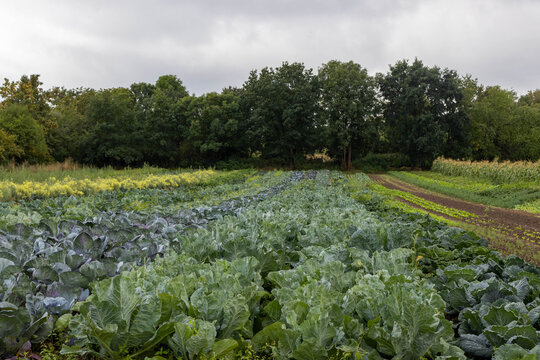 cabbage field