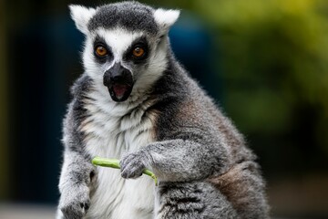 A Ring-Tailed Lemur (Lemur catta) eating. © Vine.Photographic