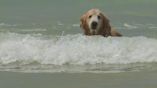 Dog surfs the small wave and enjoys the water