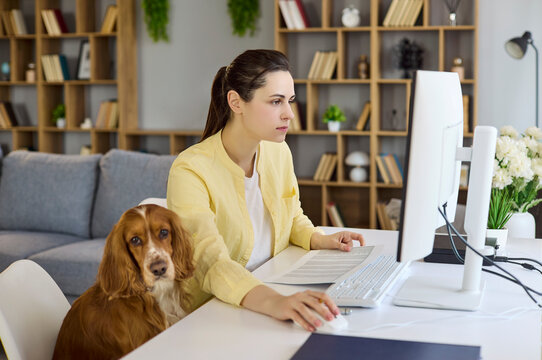 Woman dog spaniel pet home office computer working. She navigates spreadsheets and reports, managing analysis while her loyal companion rests by the desk. Clear focus with supportive pet nearby.