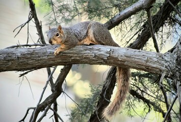 Squirrel on a Tree © Hamasa