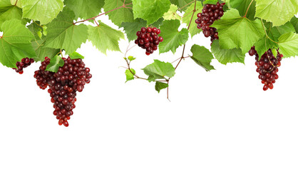 Fototapeta premium Grapes and green leaves on grapevine against transparent background