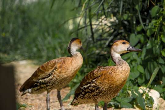 Canard