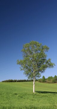 草原の白樺の一本木