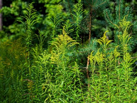 Tall budding goldenrod plants growing wild along a lush pine forest edge